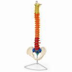 Color Coded Region Flexible Spinal Column